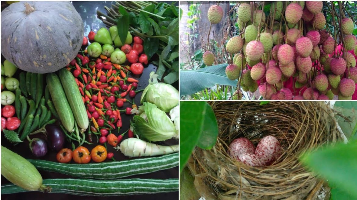 Beautiful Bird Nest on Rooftop Garden & Harvesting Backyard Garden | Lots of Litchi, Water Apple