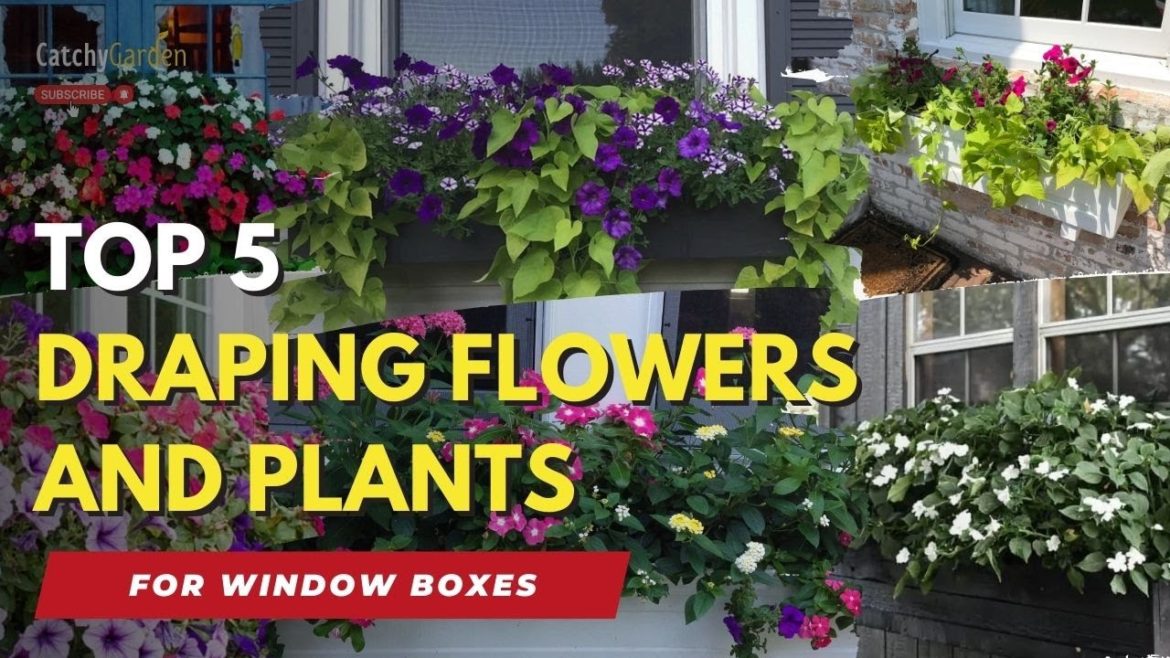 Top 5 Draping Flowers and Plants for Window Boxes πΈπͺ΄π· Top 5 Draping Flowers and Plants for Window Boxes πΈπͺ΄π·