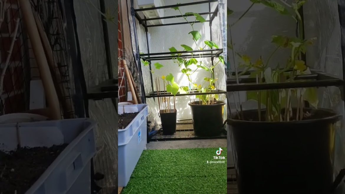 Balcony Tour 2022: A Guide to Gardening on a Balcony