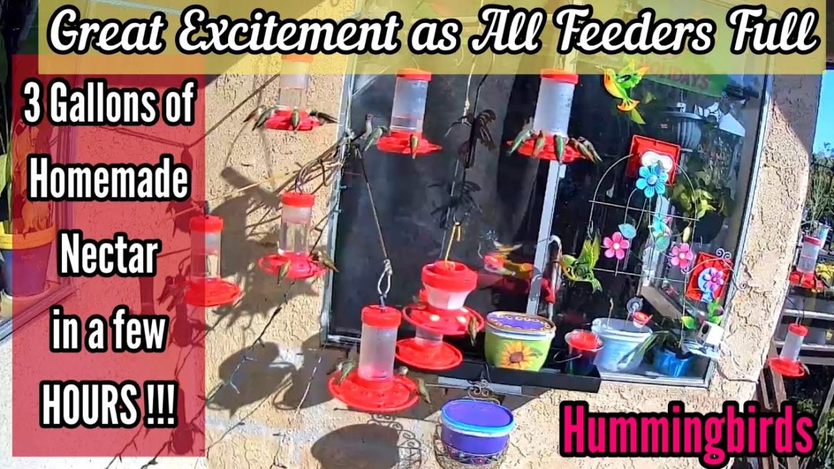 Happy Hummingbirds are Here for the Winter, Tons come to Hummingbird Feeders as I Fill w/ DIY Nectar Happy Hummingbirds are Here for the Winter, Tons come to Hummingbird Feeders as I Fill w/ DIY Nectar