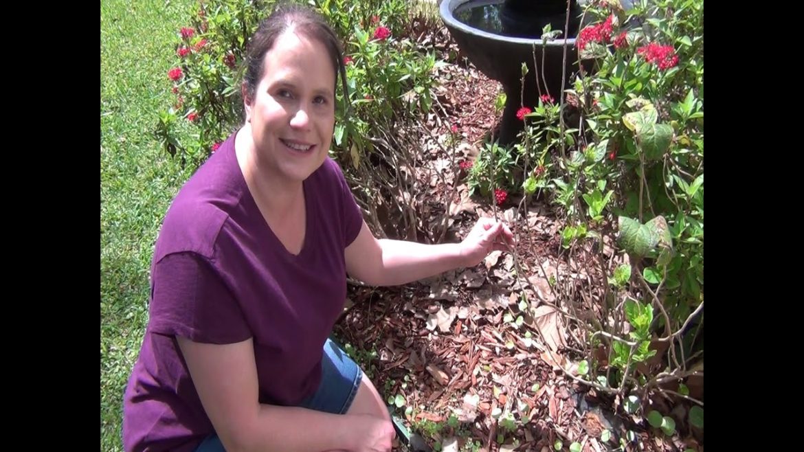 Are there special gardening tips for people who are blind?