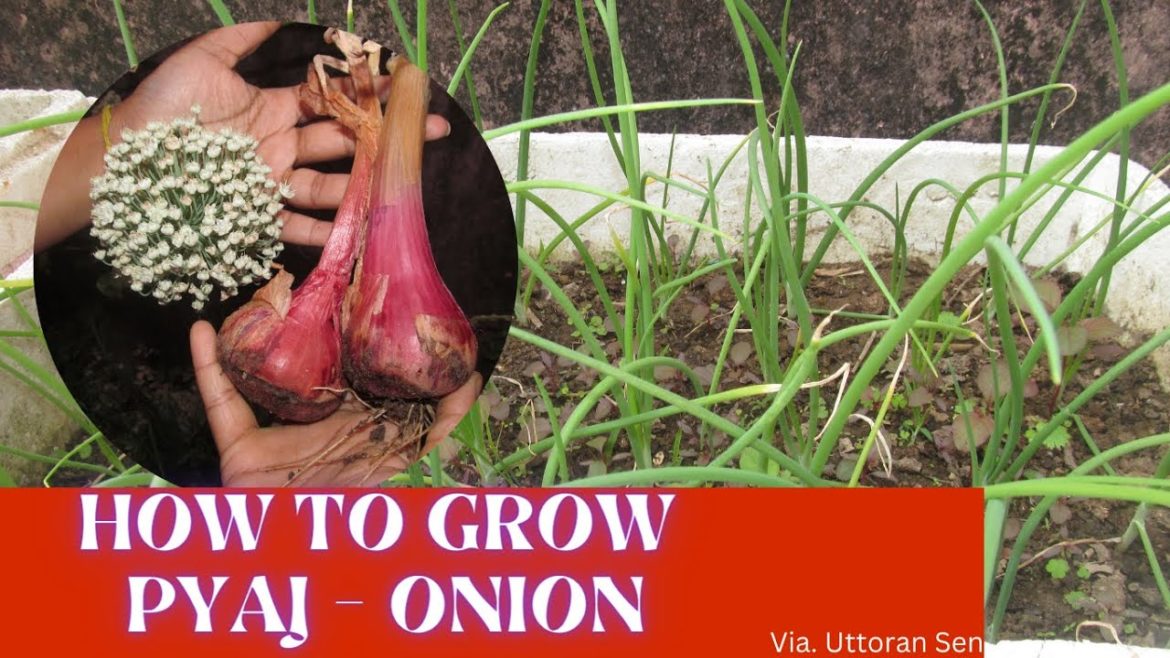 How to Grow Onion - प्याज की खेती - In Terrace Garden in Containers