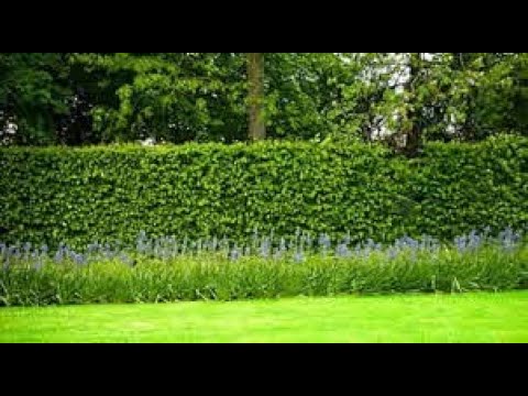 Bare root hedging tips with The Quarantine Gardener Bare root hedging tips with The Quarantine Gardener