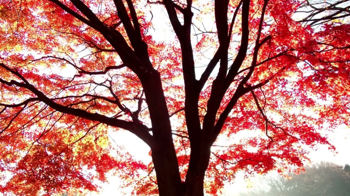 Red Leaf Japanese Maple Tree For Sale Acer palmatum var atropurpurea 12 to 18 inches Tall Bare Root