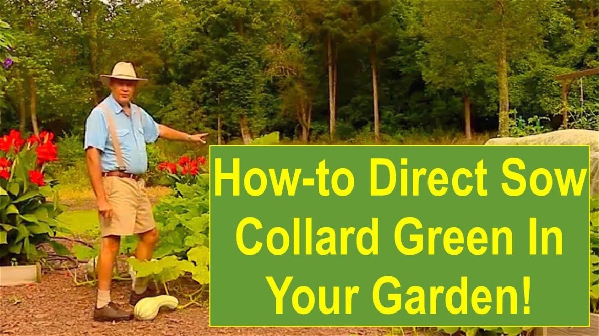 Basic Gardening Tips: How-to Direct Sow Collard Greens in Your Garden! Basic Gardening Tips: How-to Direct Sow Collard Greens in Your Garden!