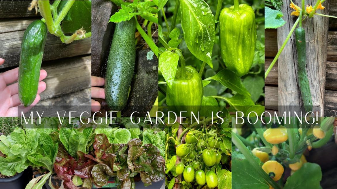 November Veggie Garden Update: So many veggies to pick! November Veggie Garden Update: So many veggies to pick!