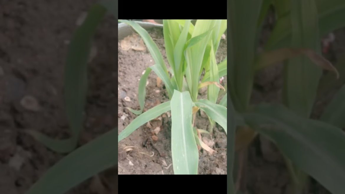 Organic vegetable #gardening #shorts #youtybeshorts