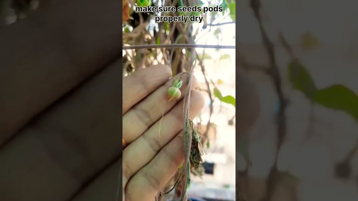 Morning glory 💚🤏seeds Harvesting #morningglory #shorts #gardening #shriyagardencreative Morning glory 💚🤏seeds Harvesting #morningglory #shorts #gardening #shriyagardencreative