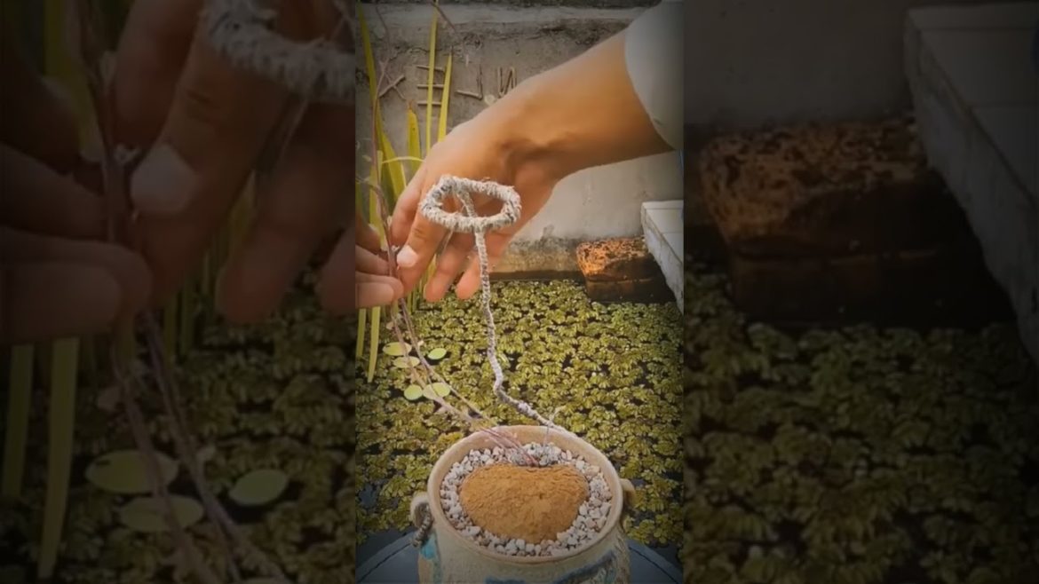 BEST GARDENING/PLANTING IDEAS | GARDENING TIPS, HACKS AND BEST IDEA FOR PLANTING