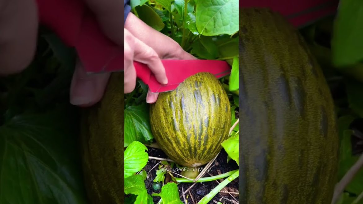 SAPO MELON ๐๐ฑ #shorts #fruit #fruitcutting #fruitninja #food #satisfying #melon #shorts SAPO MELON ๐๐ฑ #shorts #fruit #fruitcutting #fruitninja #food #satisfying #melon #shorts