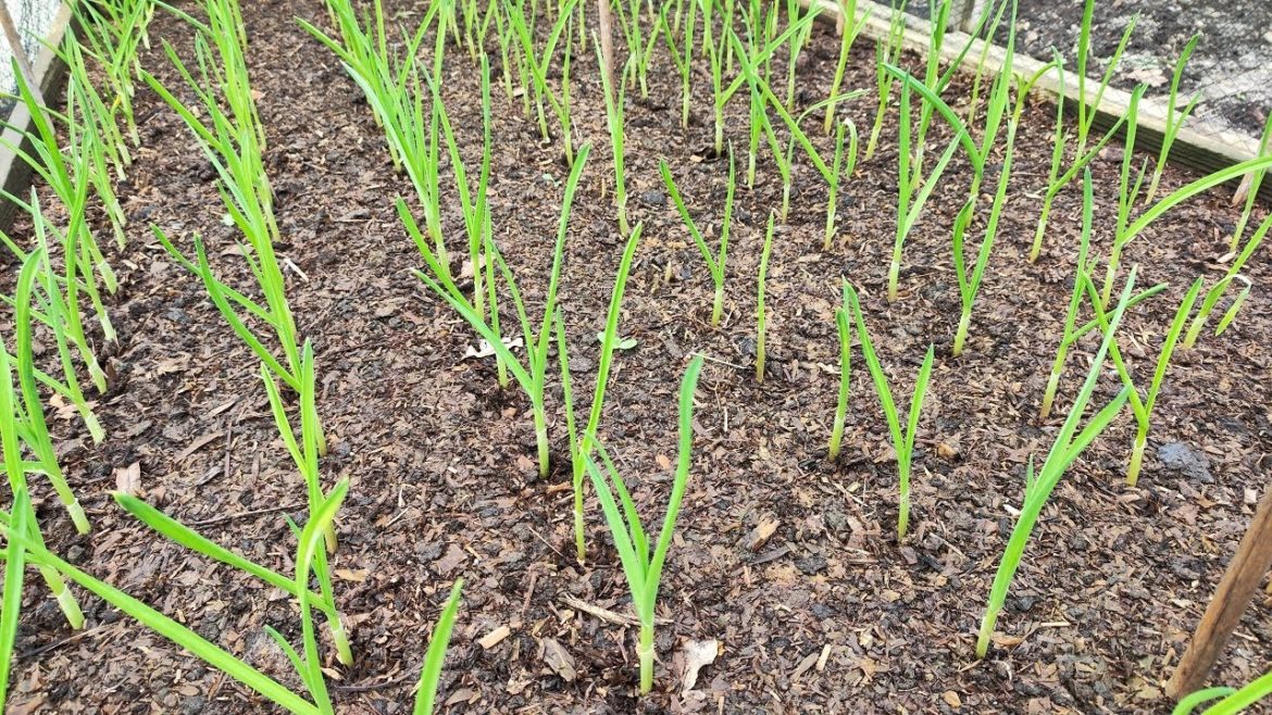 NOVEMBER Garlic & Onion Seedlings Very good progress NOVEMBER * Garlic & Onion Seedlings * Very good progress