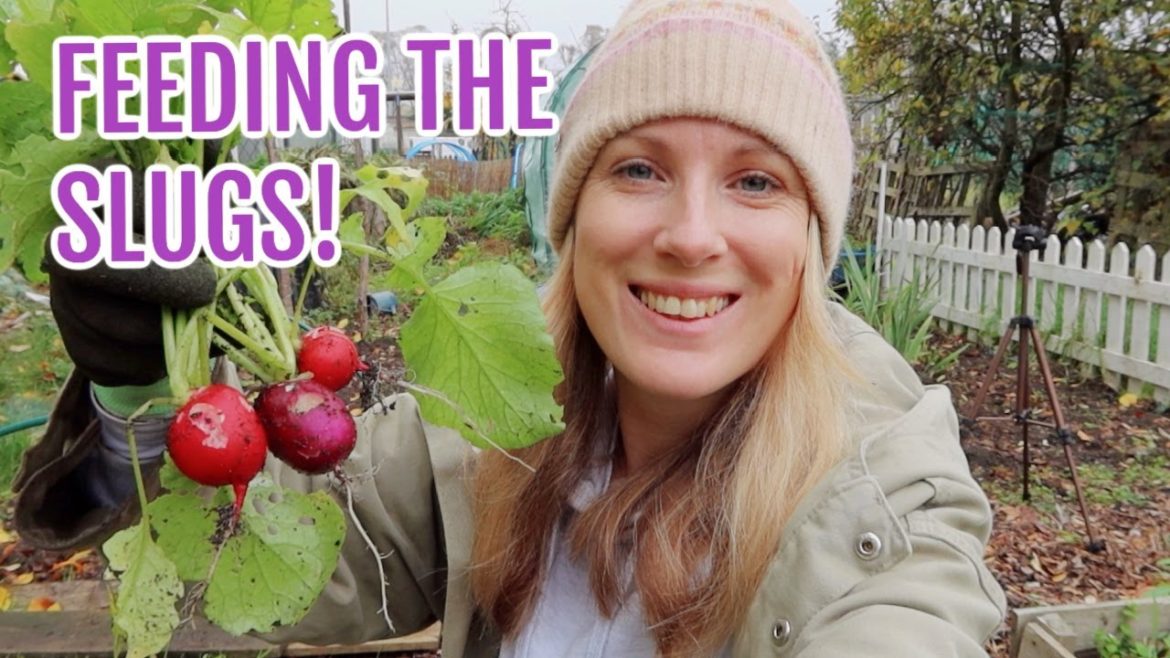 FEEDING THE SLUGS, AGAIN! / NOVEMBER 2022 / EMMA'S ALLOTMENT DIARIES FEEDING THE SLUGS, AGAIN! / NOVEMBER 2022 / EMMA'S ALLOTMENT DIARIES