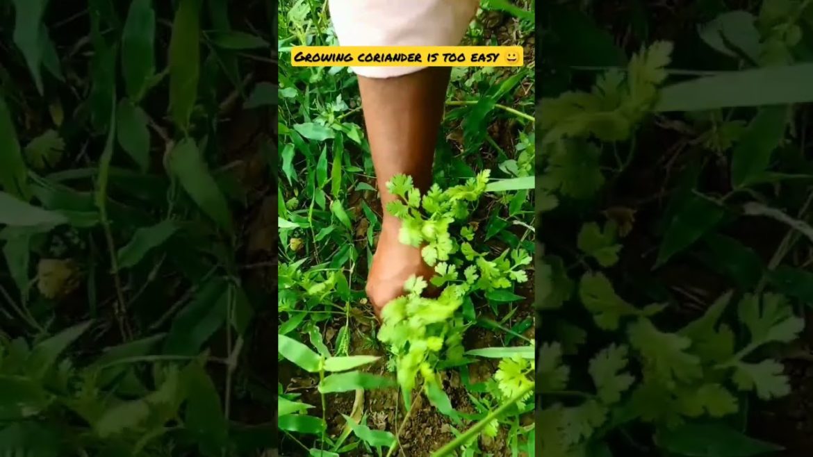 Growing coriander is too easy #shorts