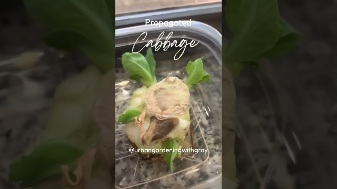 Saving Money/Growing Cabbage indoors #shorts #gardening #urbangardening #recessionproof