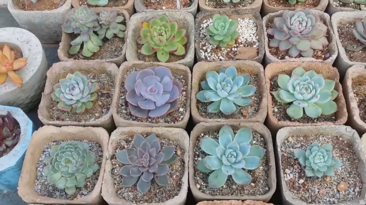 || WINTERS ARE HERE ☺️|| WINTERS ARE HERE ☺️ || || WINTERS ARE HERE ☺️|| WINTERS ARE HERE ☺️ ||