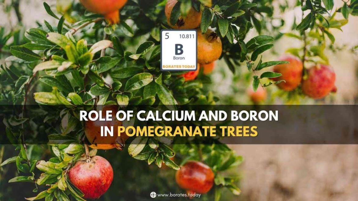 Role of Calcium And Boron In Pomegranate Trees