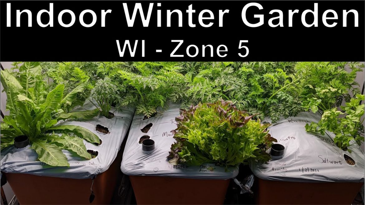 Indoor Winter Container Garden Update - Earthbox under grow lights!