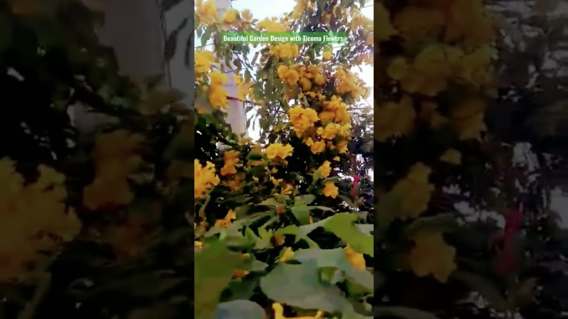 Beautiful Garden Design with Ticoma Flowers. Beautiful Garden Design with Ticoma Flowers.