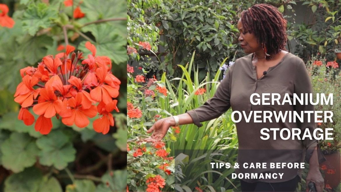 Overwinter preparation for your Geraniums – Tips and care for these tender plants before dormancy. Overwinter preparation for your Geraniums - Tips and care for these tender plants before dormancy.