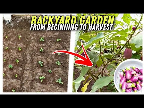 How to grow vegetables organically || Backyard Garden How to grow vegetables organically || Backyard Garden