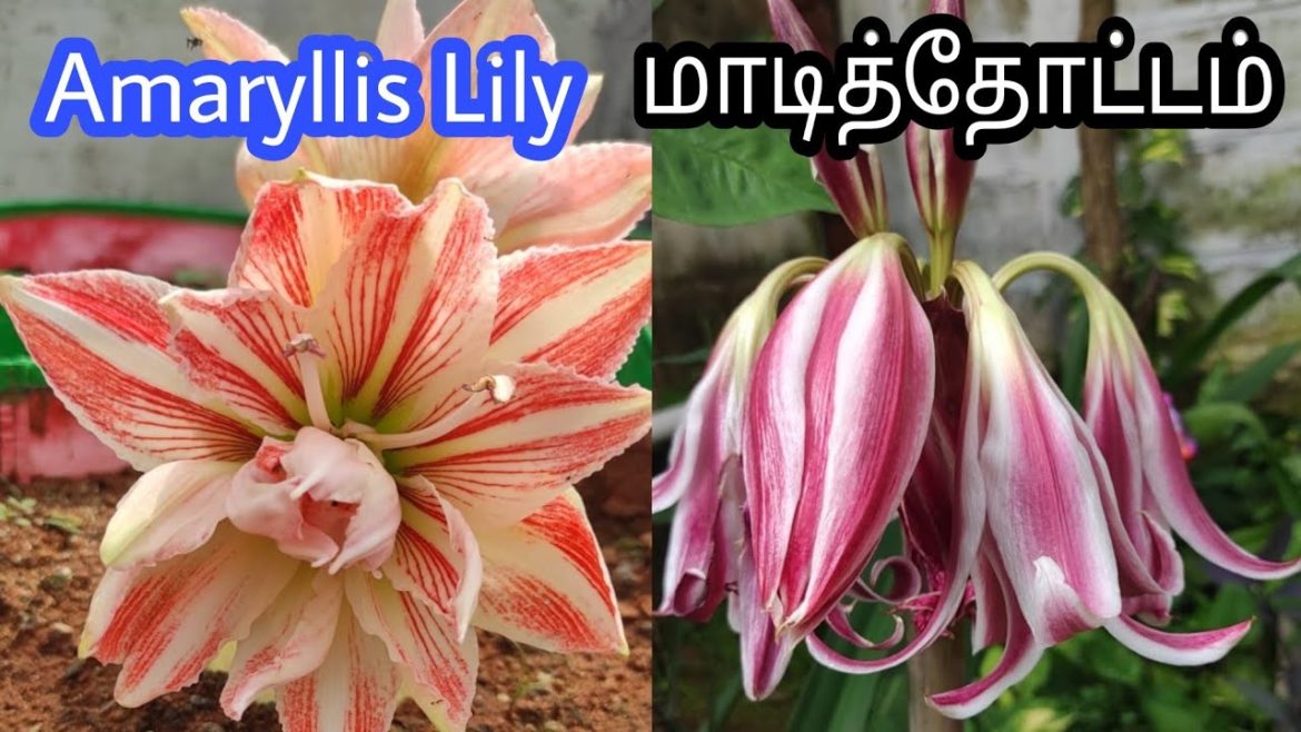 மாடித்தோட்டத்திற்கு தரமான Amaryllis லில்லி பல்ப்ஸ்/ Gardening Tips Tamil/ Garden Vlog /Online Plant மாடித்தோட்டத்திற்கு தரமான Amaryllis லில்லி பல்ப்ஸ்/ Gardening Tips Tamil/ Garden Vlog /Online Plant