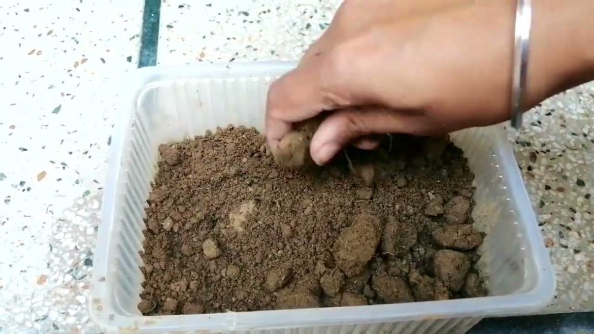 How to grow coleus from cuttings #video #shortsvideo #viral #trending #nishthamahant