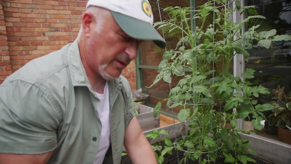 How To Prune And Train Tomatoes