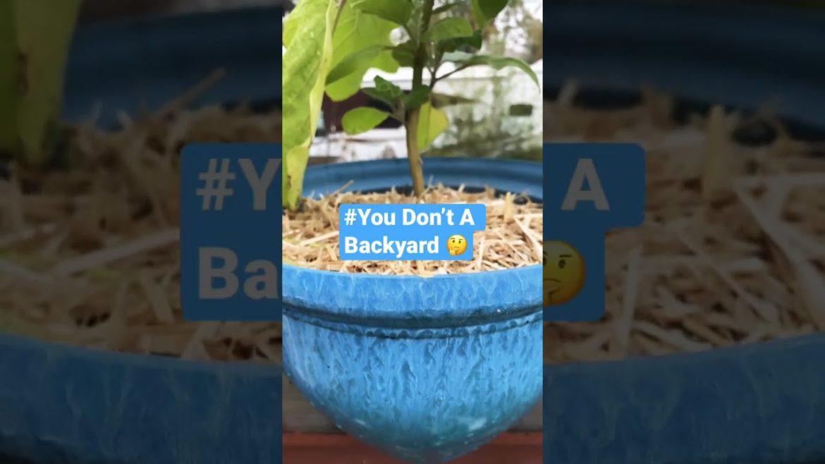 π#growing eggplant in containers #gardening #epic gardening π#growing eggplant in containers #gardening #epic gardening