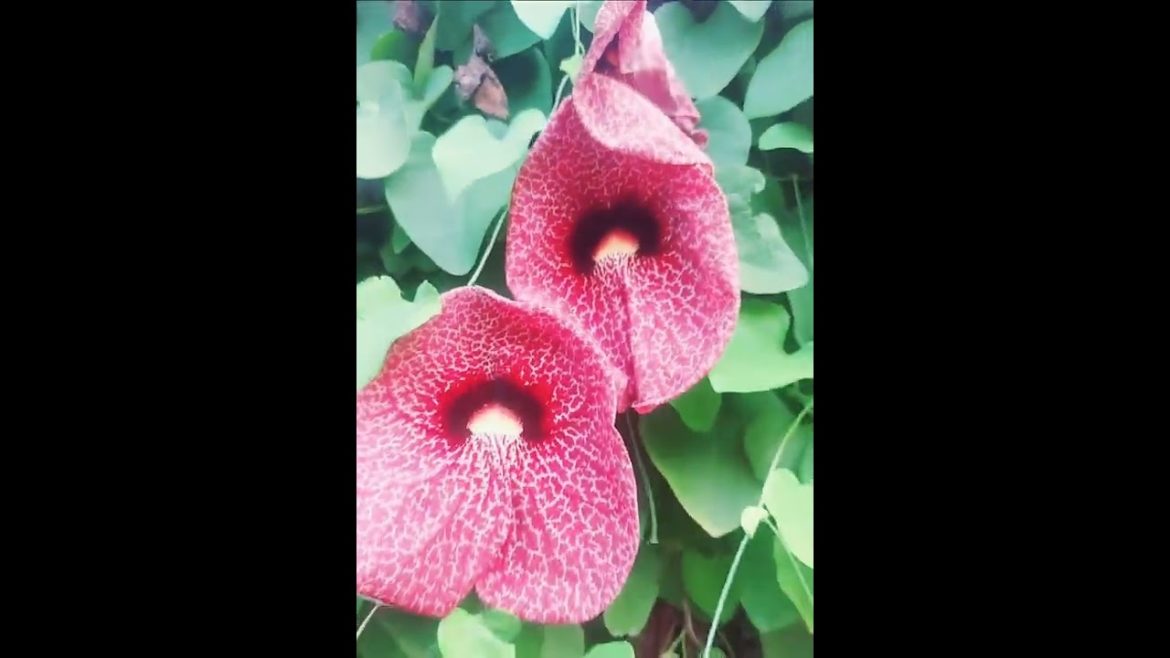 duckflower#video#youtube#rosegardening #gardening #trending ,lucky to grow luck & money