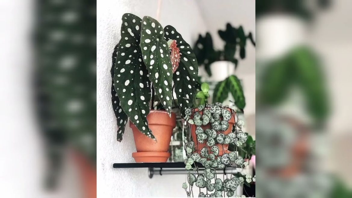 Amazing Indoor Plant ideas you Want it Amazing Indoor Plant ideas you Want it