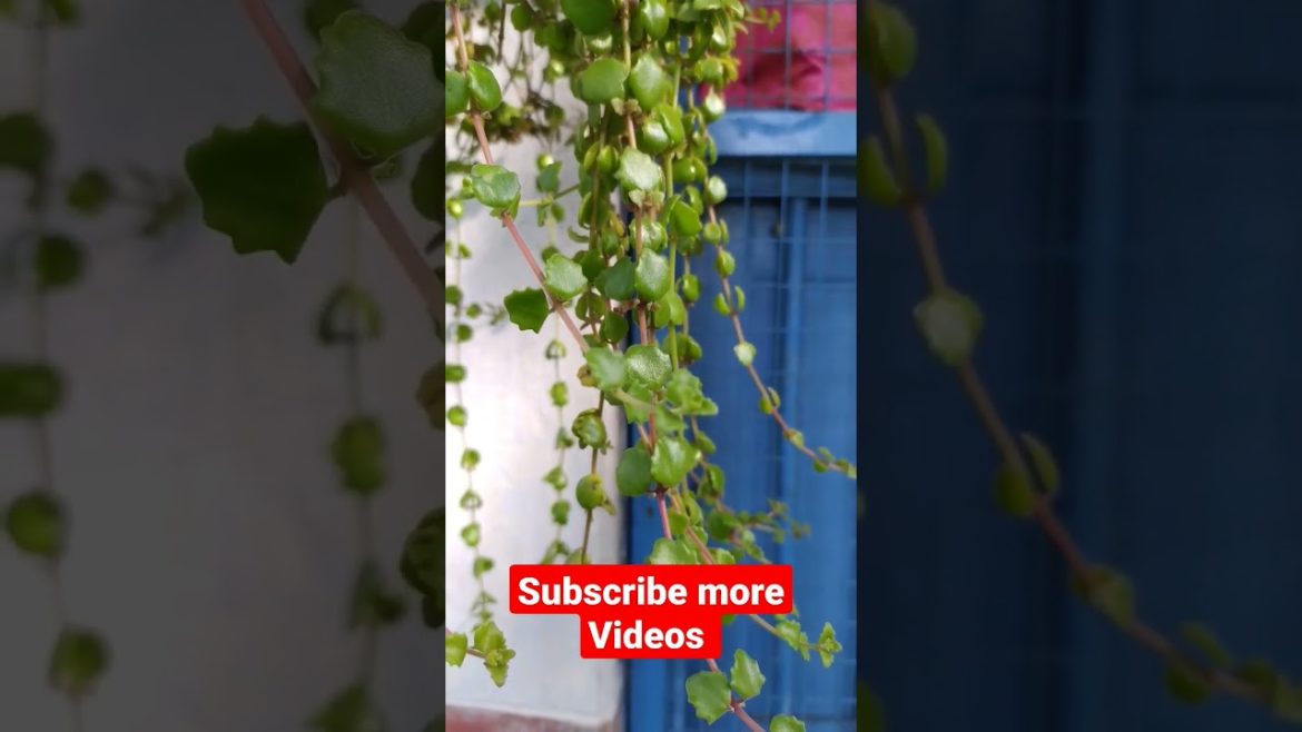 Beautiful tree, Village Life With Saiful Beautiful tree, Village Life With Saiful