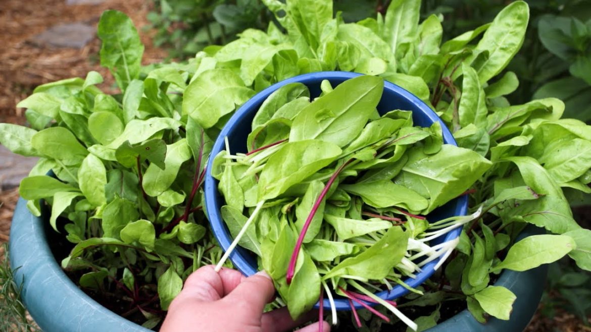 Grow Baby Salad Greens In The Heat Of Summer! Container Gardening Grow Baby Salad Greens In The Heat Of Summer! Container Gardening