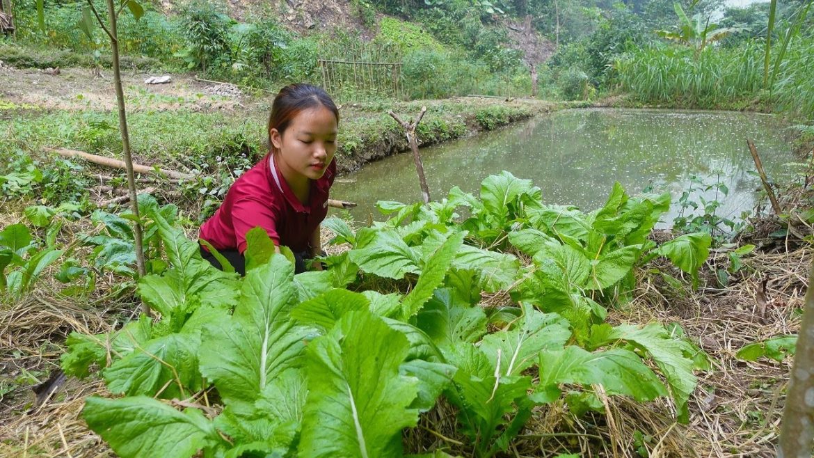 How to make pickled mustard green, take care the vegetable garden. Live with nature, My Daily Life