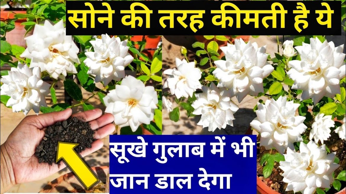 Best organic compost for rose plant.Desi Gulab care tips & fertilizer.Rose plant fertilizer. Best organic compost for rose plant.Desi Gulab care tips & fertilizer.Rose plant fertilizer.