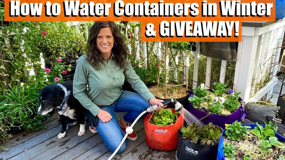 How to Water Winter Containers – for Southern Gardeners (w/ Northern Gardener Tips Too!) & GIVEAWAY! How to Water Winter Containers - for Southern Gardeners (w/ Northern Gardener Tips Too!) & GIVEAWAY!