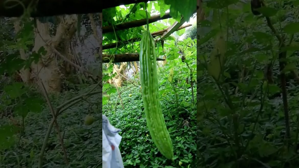 I HARVESTED BIG AMPALAYAS IN MY BACKYARD GARDEN😲