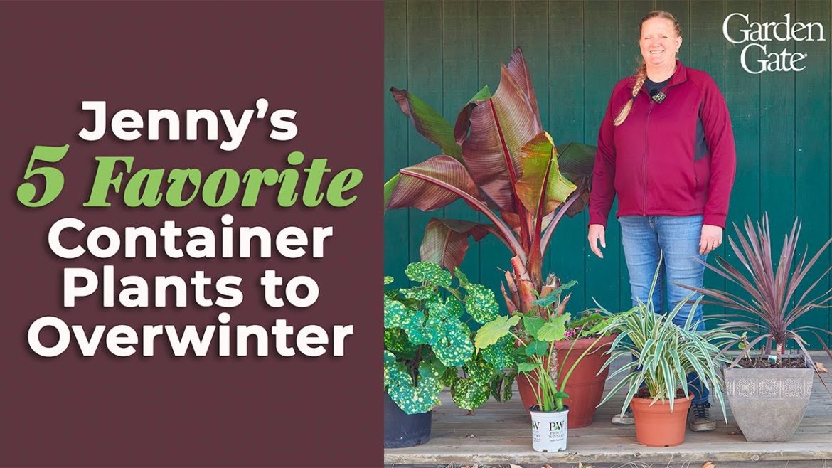 🪴 Jenny's Five Favorite Container Plants to Overwinter 🪴