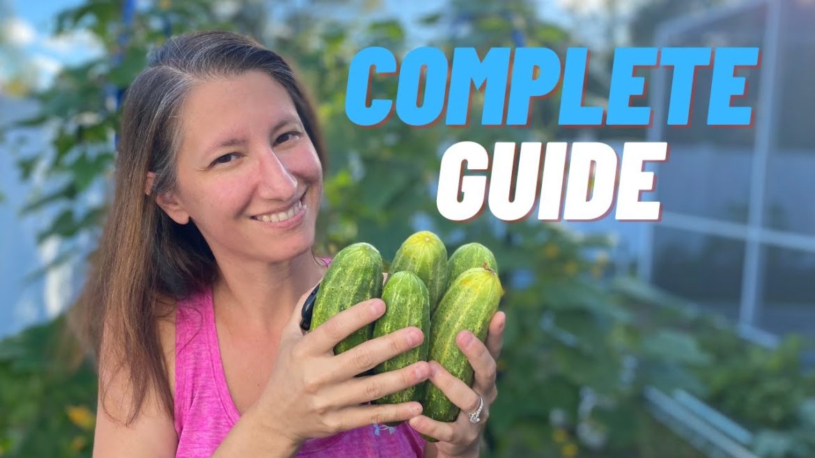 HOW TO GROW LOTS OF CUCUMBERS FROM SEED AT HOME