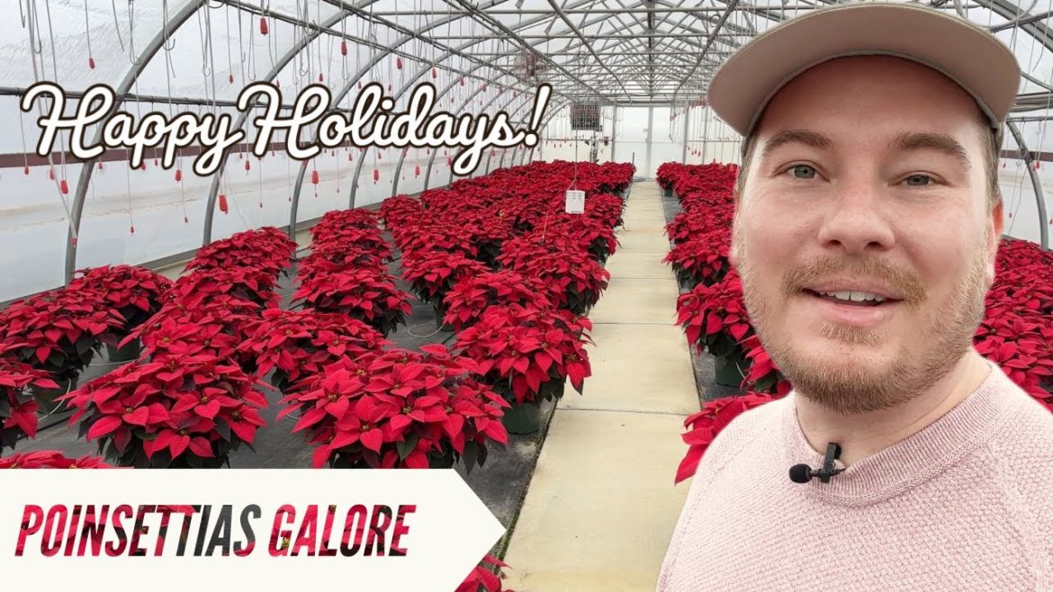 Happy Holidays from Stockslagers (Check Out These Poinsettias) | The Southerner's Northern Garden Happy Holidays from Stockslagers (Check Out These Poinsettias) | The Southerner's Northern Garden