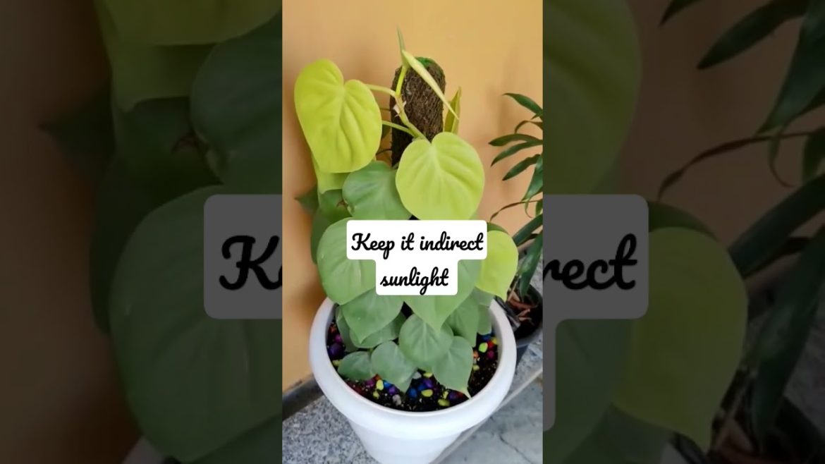 3 secret tips Bushy money plant#viral #shorts #short #moneyplant#youtubeshorts  @Garden dreams