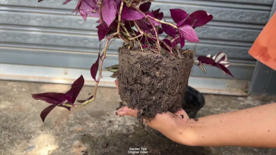Tips For growing sweet purple wandering jew flowers in your garden!