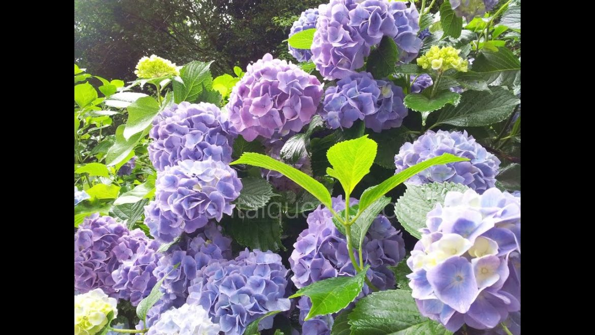 Hydrangea,Ajisai japanese garden Hondoji temple,Japan