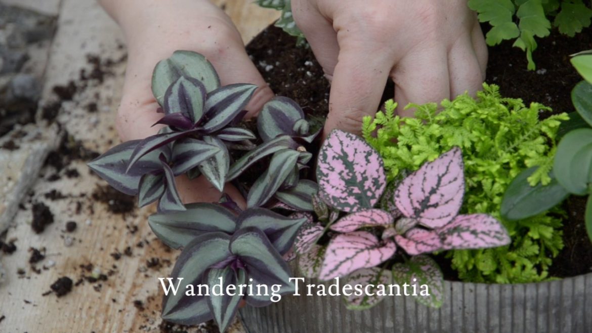 Relax with Your Own Zen Garden Creation 🌱 || West Coast Gardens Relax with Your Own Zen Garden Creation 🌱 || West Coast Gardens