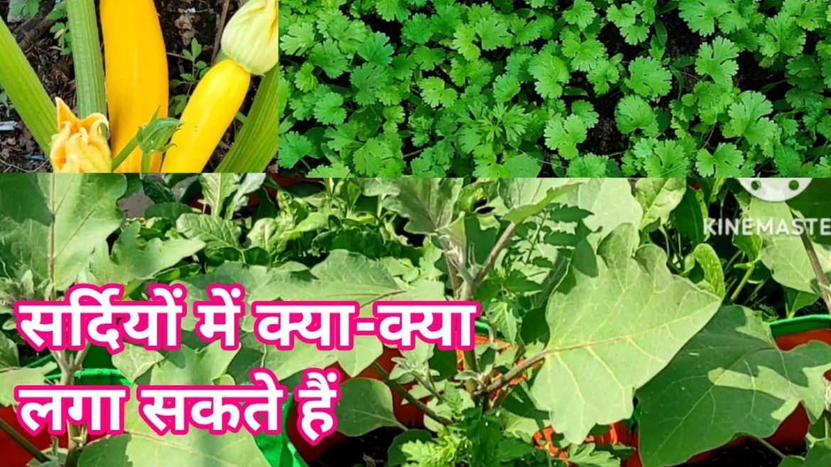 winter growing vegetables terrace garden overview