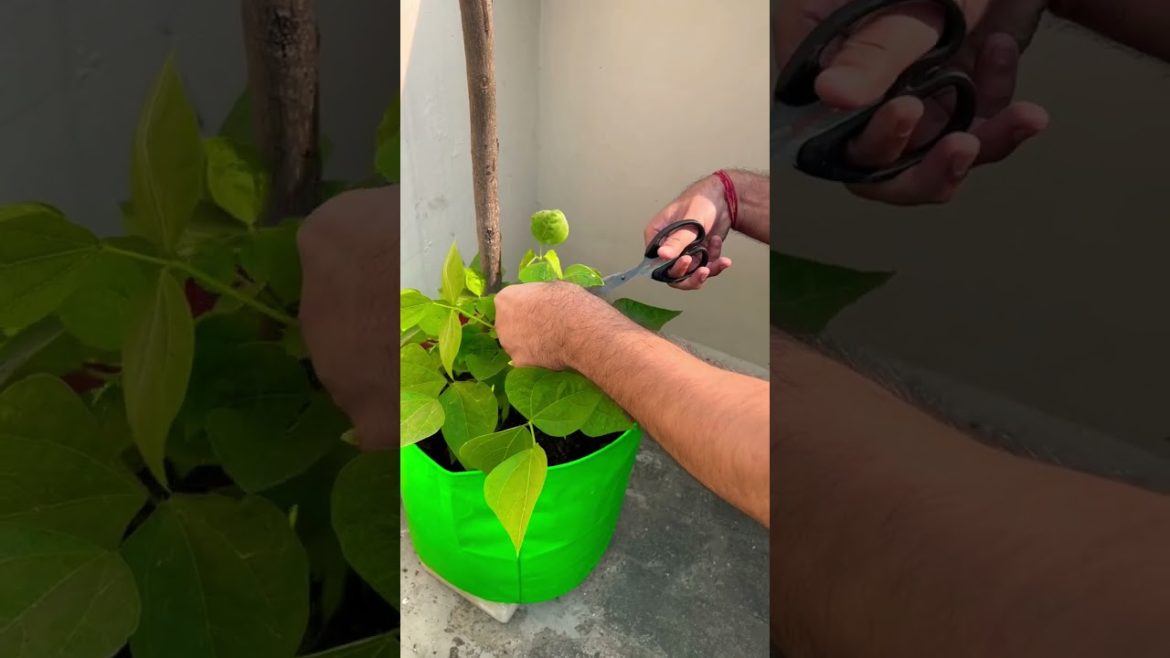 French beans harvesting on terrace| amazing result #shorts #terracegardening #vegetables