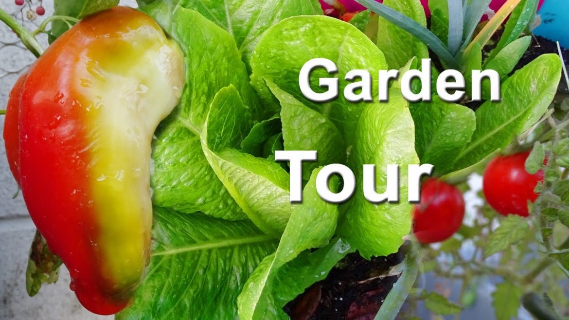 Vegetable Garden Tour π
Growing Zucchini Tomatoes Peppers Kale Vertical & Container Gardening & More Vegetable Garden Tour π
Growing Zucchini Tomatoes Peppers Kale Vertical & Container Gardening & More