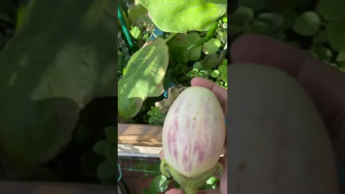 Secretly grown  Aubergine / Egg plant - UK Balcony Garden #shorts