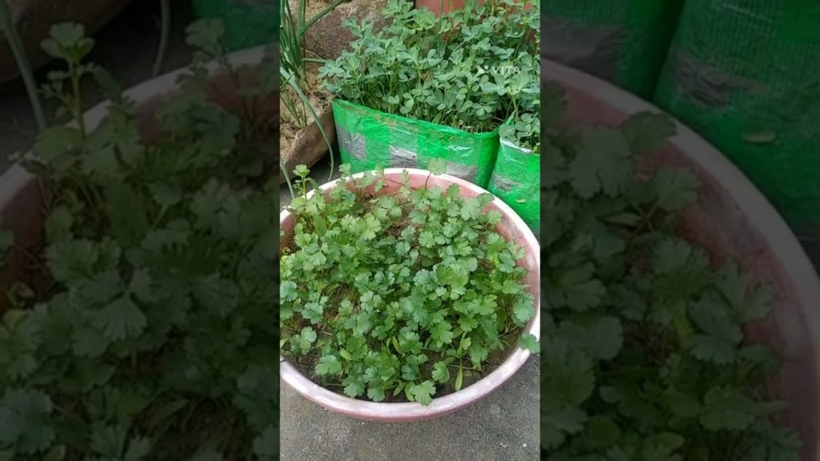 rooftop kitchen garden#shorts