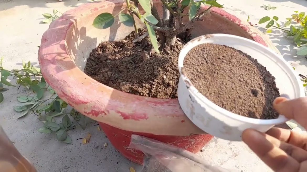 🐜 Rose Plant / गुलाब Pruning Care चींटी Organic Fertilizer in Pot Container to get flowers in winter
