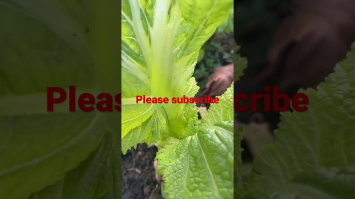 vegetables grow at home # short vegetables grow at home # short